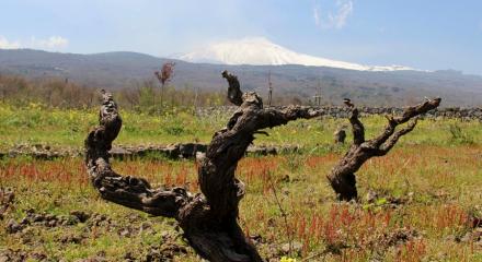 10 Extreme wine regions that redefine winemaking