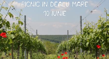 10 iunie 2017 | Vizite la crame și picnic în Dealu Mare