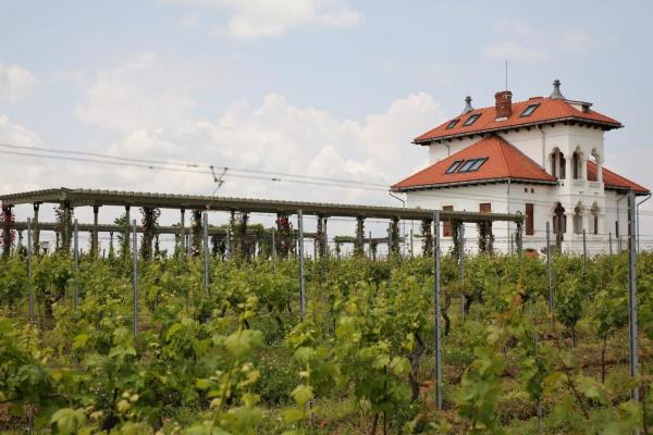 Avincis Winery - Vila Dobrusa - Dragasani Vineyard