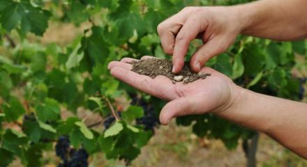 Ce este terroir-ul și cum influențează vinul?