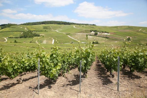 Champagne își redescoperă soiurile: Chardonnay Rosé intră în familia celui mai celebru vin spumant