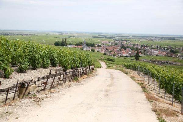 Champagne își redescoperă soiurile: Chardonnay Rosé intră în familia celui mai celebru vin spumant