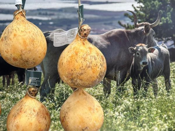 Cheese Bra 2025 - O lume în jurul brânzei artizanale, comunităților și tradițiilor