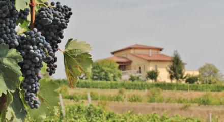 Climate change and wine: How global warming is redefining vine cultivation and wine production