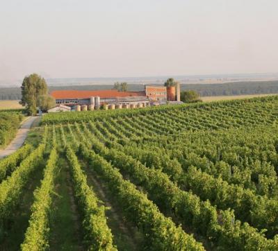 Crama Vinarte - Stârmina - Oltenia