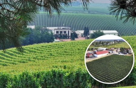 Cramele Recaș se extind în Vrancea și devin partener al producătorului Tenuta Odobești pe segmentul vinurilor spumante