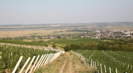 Dragasani wineries visits and wine tastings, 2016