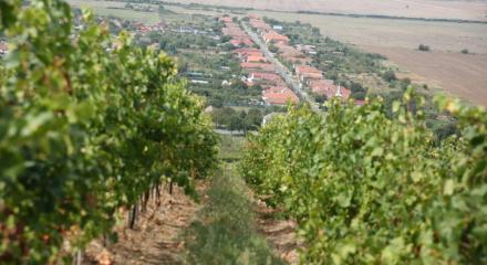 Drumul vinului in Podgoria Minis-Maderat 