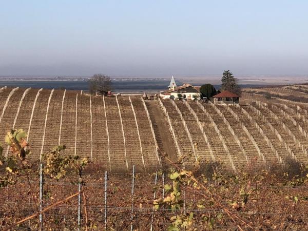 Drumul vinului in Podgoria Minis-Maderat 