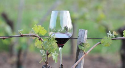 Evoluția sectorului mondial al vinului în 2025 - Raportul OIV 