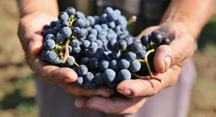 Exploring the advantages of organic and biodynamic wines