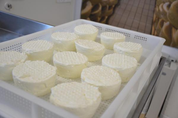 From one workshop to the Accademia Internazionale dell’Arte Casearia: the journey of an artisan into the world of Italian cheeses
