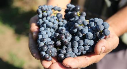 În 2023, producția mondială de vin a scăzut din cauza condițiilor climatice extreme