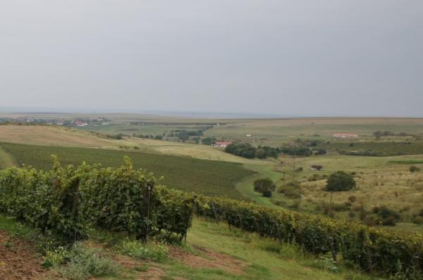 Petro Vaselo, crama cu cel mai tânăr vinificator din România, 2014