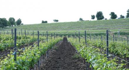 Producția mondială de vin în 2019 este estimată la 260 mhl, în scădere față de producția istorică a anului precedent, OIV