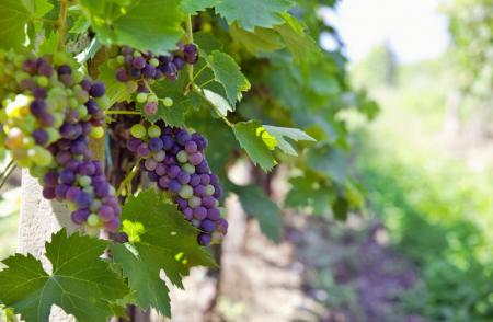 Retrospectiva industriei vinicole în România pentru anul 2021