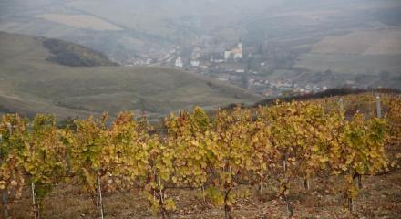 Transylvania wine tours: Medieval villages, unique wWines, and hidden gems
