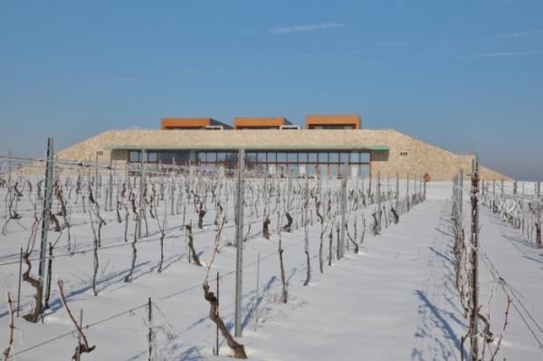 Drumul vinului în Podgoria Drăgășani și soiurile autohtone ale acesteia
