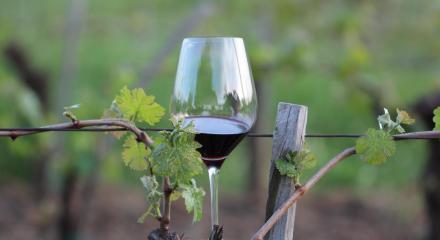 Understanding the rise and benefits of biodynamic wines