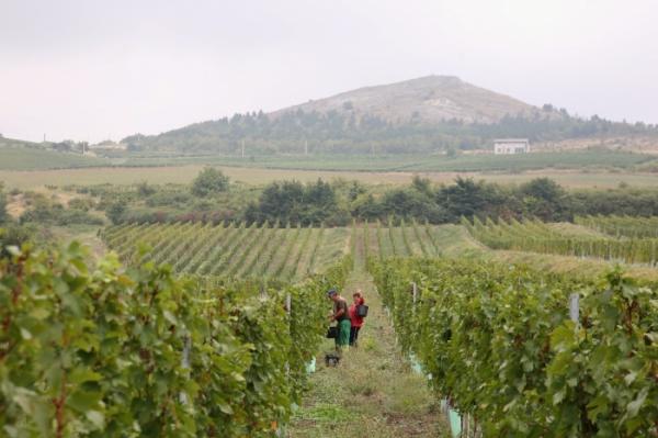 The Wine Road - Dealu Mare Vineyard