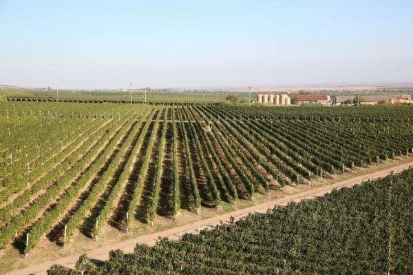 The Wine Road - Dealu Mare Vineyard