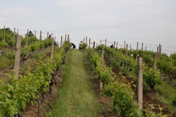 Wine Trips in Dragasani vineyard and its grape varieties