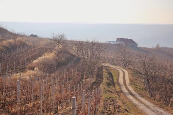 Wine Trips in Dragasani vineyard and its grape varieties